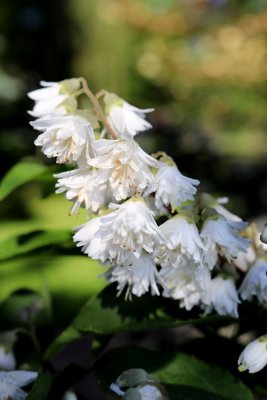 Deutzia scabra - trojpuk drsný - květ